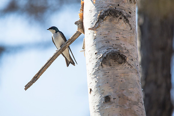 Barn Swallow - Tachycineta bicolor