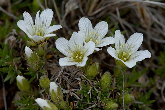 Arctic Sandwort - Minuartia macrocarpa