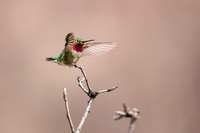 Broad-tailed Hummingbird - Selasphorus platycercus