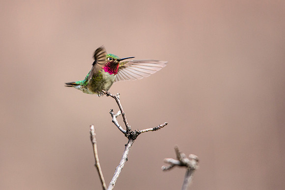 Broad-tailed Hummingbird - Selasphorus platycercus