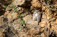 Great-horned Owl