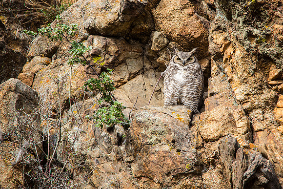 Great-horned Owl