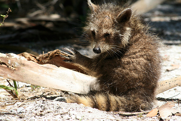 Raccoon Kit