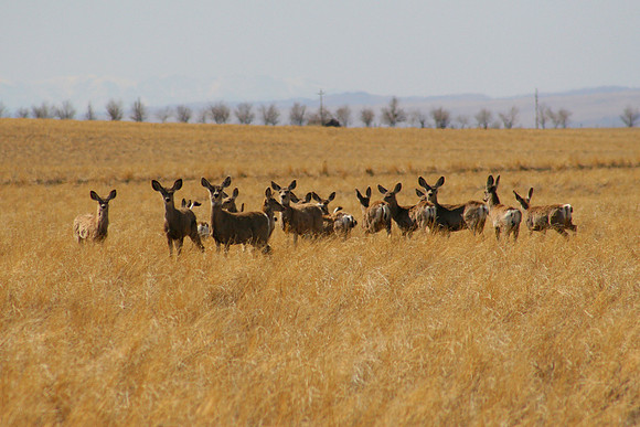Plains Deer