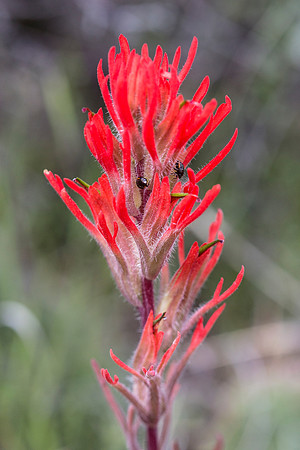 Desert Paintbrush - Castilleja chromosa