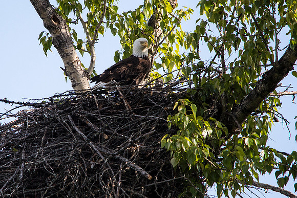 Bald Eagle and Chick