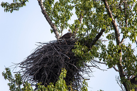 Bald Eagle on the Nest