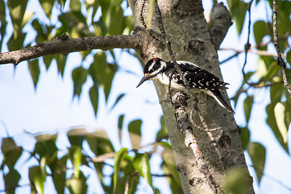 Hairy Woodpecker - Picoides villosus