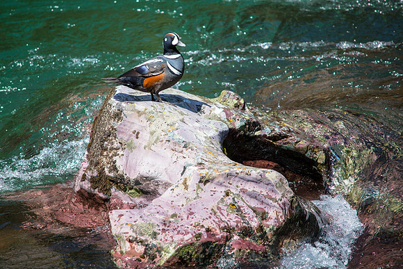 Harlequin on McDonald Creek