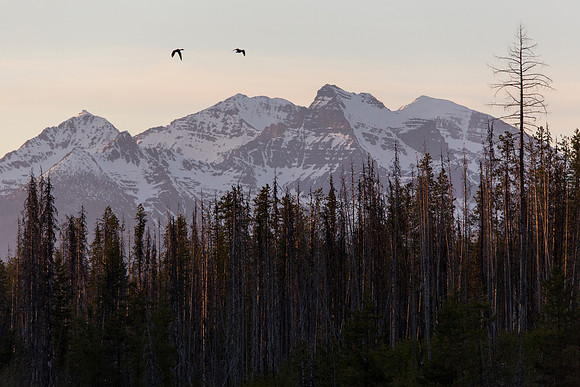 Mallards over Logging Mountain and Vulture Peak