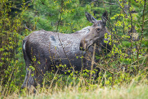 Moose in the Rain