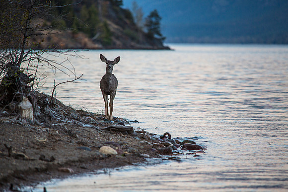 Mule Deer Along Lake McDonald