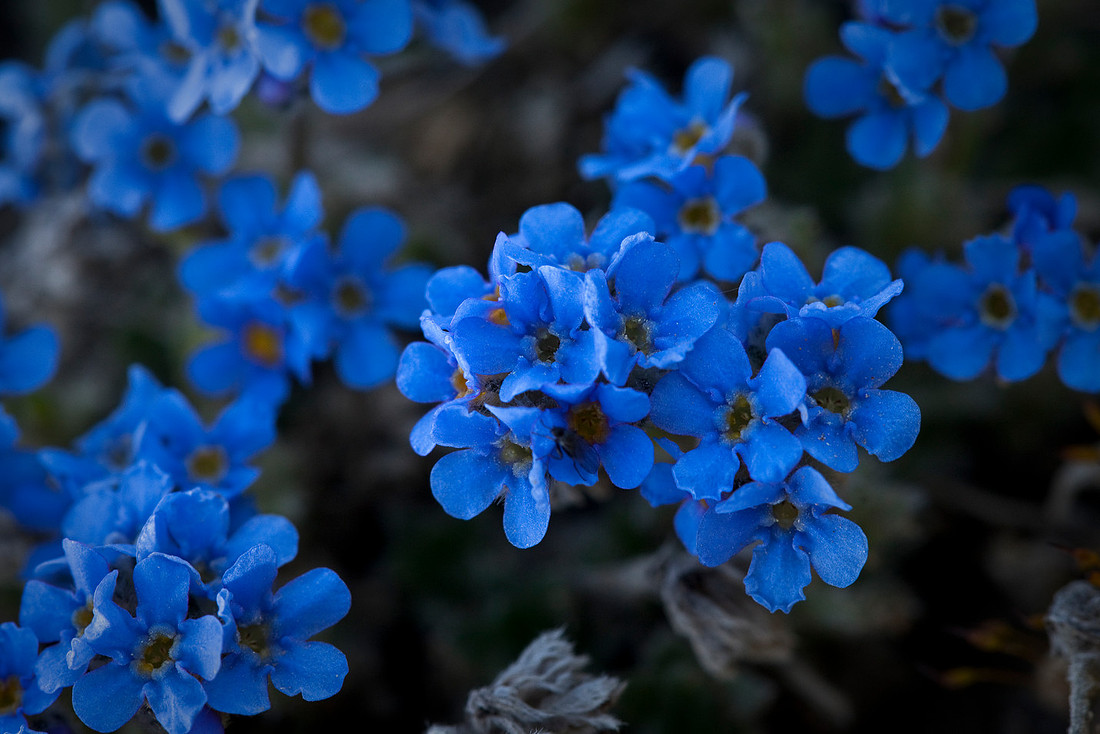 Mountain Forget-me-not - Eritrichium aretioides