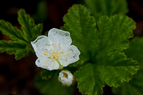 Cloudberry - Rubus chamaemorus