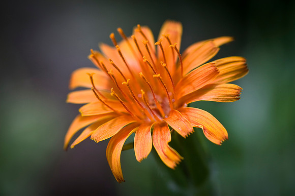 Orange Agoseris