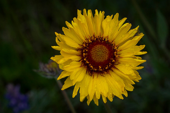Brown Eyed Susan