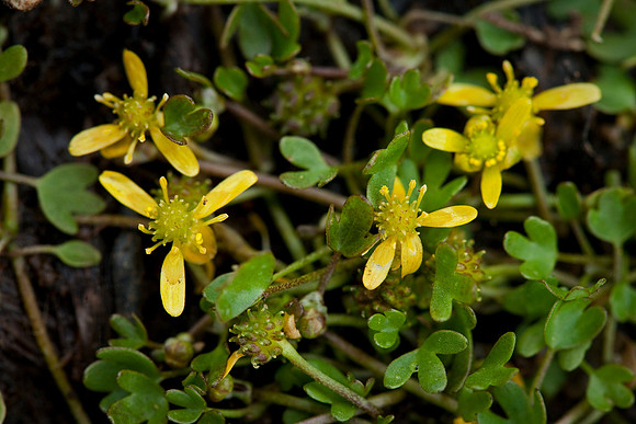 Creeping Buttercup - Ranunculus hyperboreus