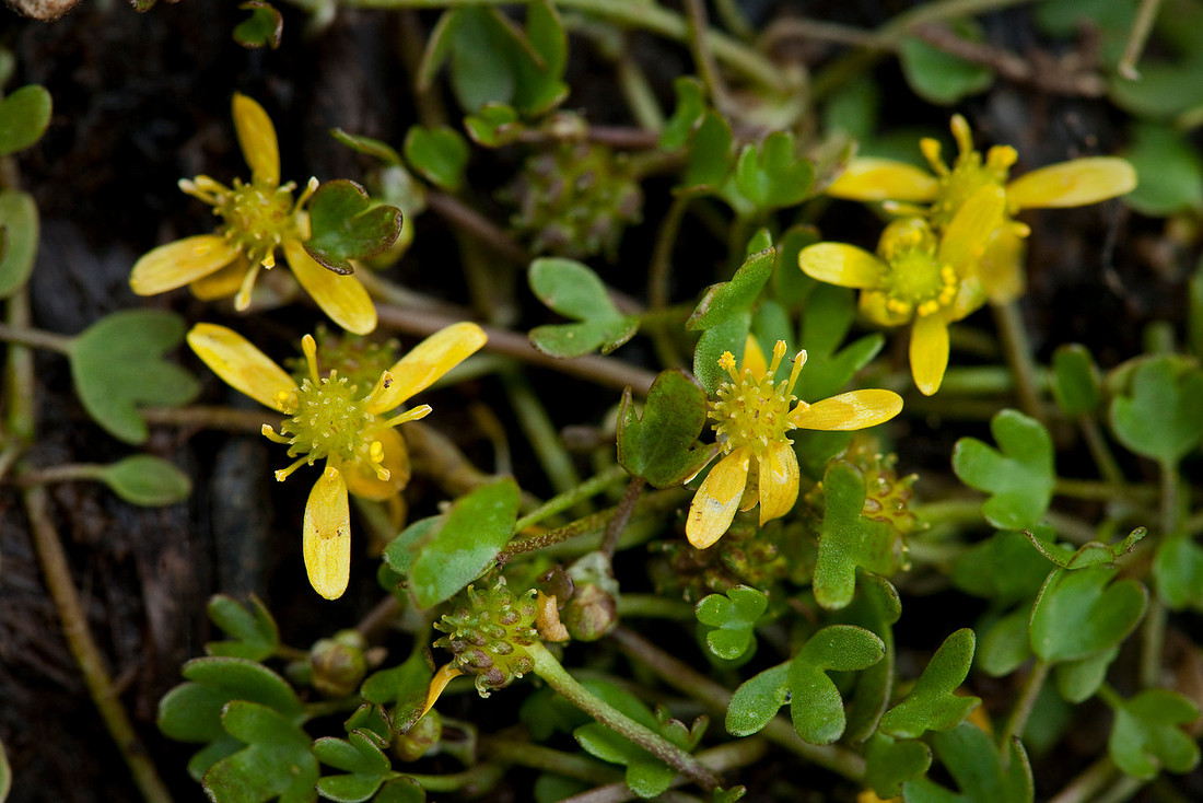 Creeping Buttercup - Ranunculus hyperboreus
