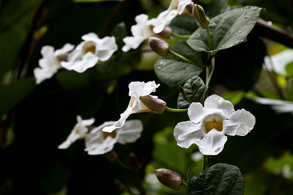 Chinese Violets