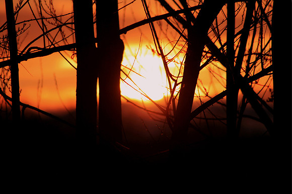 Willow Sunset