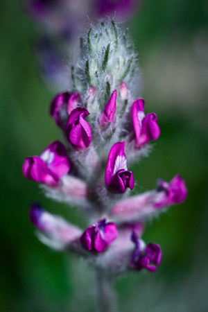 Showy Locoweed