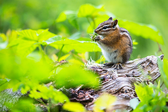 Chipmunk eating Flowerhead