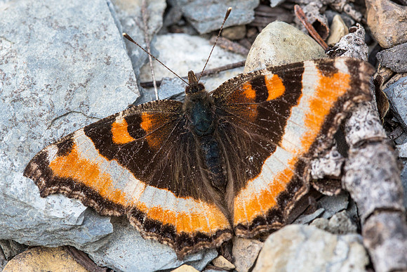 Milbert's Tortoiseshell - Aglais milberti
