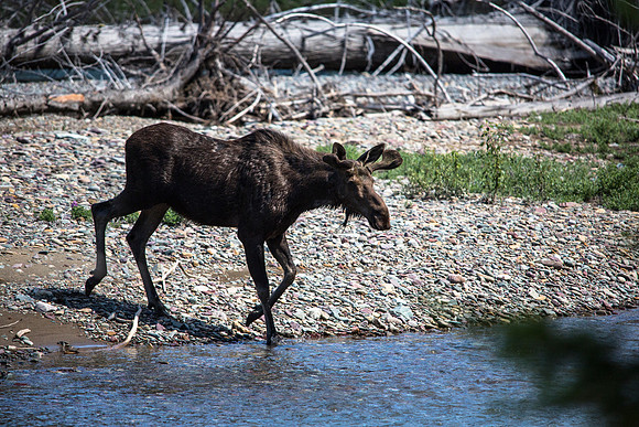 Moose in McDonald Creek