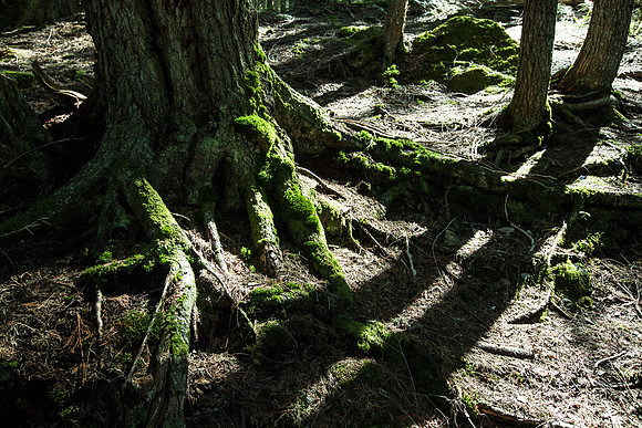 Rainforest Floor