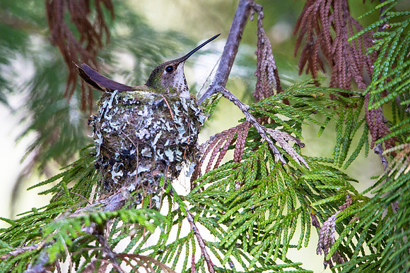 Rufous Hummingbird Female on Nest (2)
