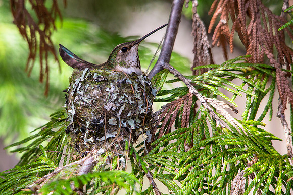 Rufous Hummingbird Female on Nest
