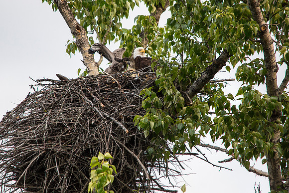 Bald Eagle and Chick