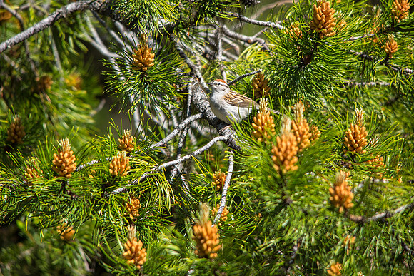 Chipping Sparrow - Spizella passerina