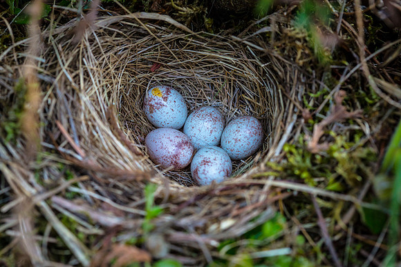 Dark-eyed Junco Nest