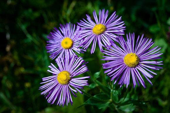Smooth Fleabane