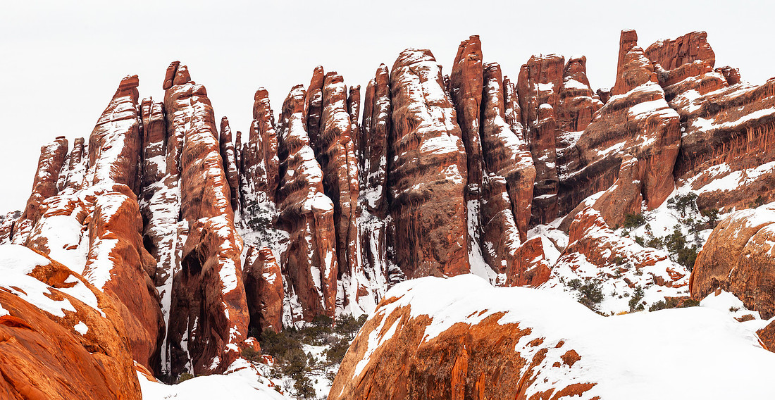 Snowy Fins