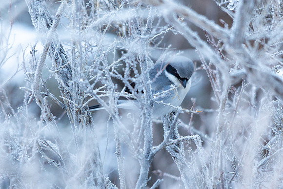 Loggerhead Shrike