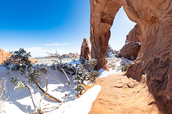 Pine Tree Arch