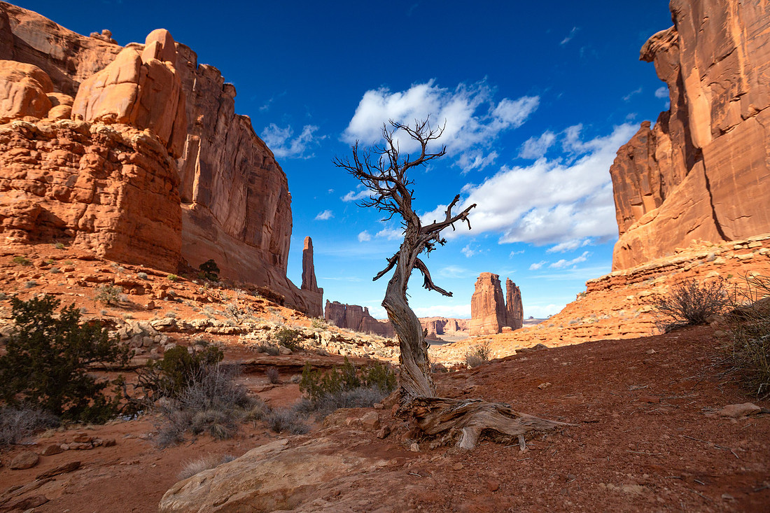 Utah Juniper