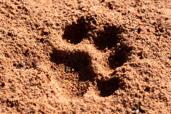 Bobcat Track