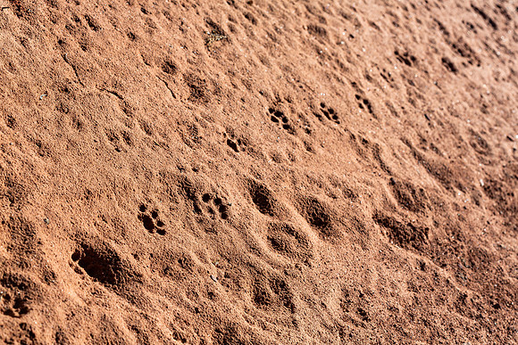 Bobcat tracks