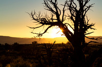 Juniper Sunset