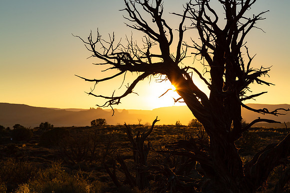 Juniper Sunset