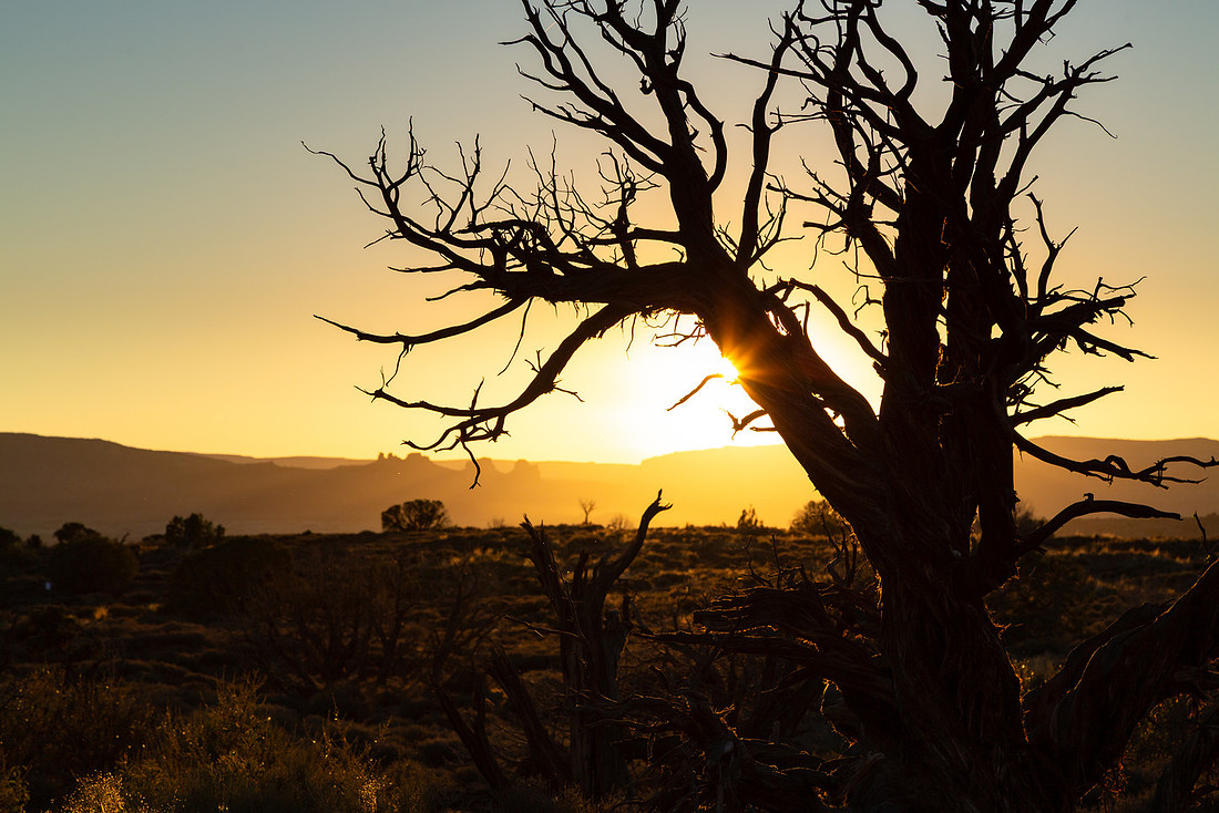 Juniper Sunset