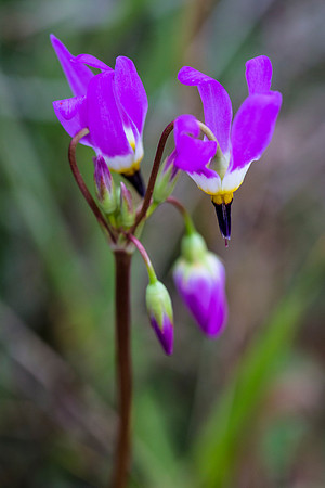 Few-flowered Shooting Star - Dodecatheon pulchellum (2)