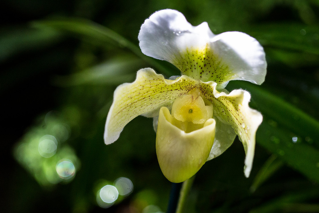 Venus Slipper Orchid - Papiopedilum insigne