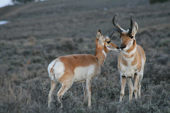 Antelope