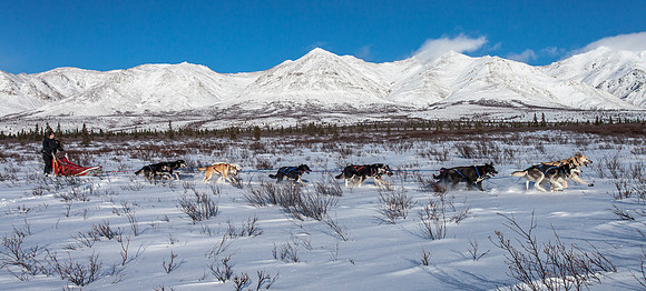 Musher's Profile