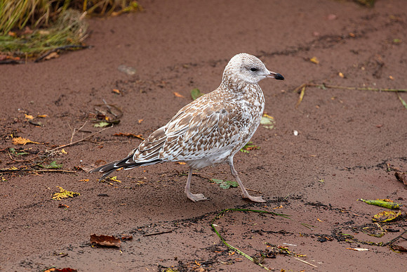 20180928-jwf-0074