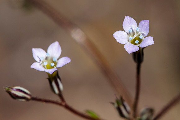 Alva Day's Gilia - Navarretia sinistra